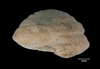 Media type: image;   Malacology 216751 Aspect: apertural